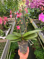 Carica l'immagine nel visualizzatore Galleria, Phalaenopsis Diffusion