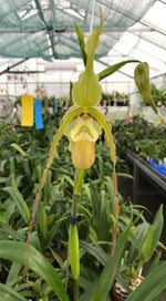 Carica l'immagine nel visualizzatore Galleria, Phragmipedium Memoria Hans Glow (longifolium x (pearcei x wallisii))