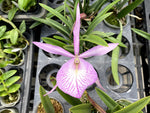 Carica l'immagine nel visualizzatore Galleria, Brassocattleya Beulah Bradeen (B.nodosa × C. walkeriana) CTA-572