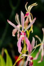 Carica l'immagine nel visualizzatore Galleria, Renanthera vietnamensis x Vanda falcata