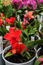 Carica l'immagine nel visualizzatore Galleria, Slc. Virginia Dickey x Slc. Mini Apricot 'Select Red'