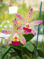 Carica l'immagine nel visualizzatore Galleria, Laeliocattleya Tropical Pointer 'Cheetah'