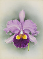 Carica l'immagine nel visualizzatore Galleria, Cattleya Saint Gothard (C. Hardyana x C. Gottoiana)