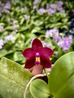 Carica l'immagine nel visualizzatore Galleria, Phalaenopsis Hawaii Dragon Girl x Phalaenopsis Yaphon Blue Bird 'blue'