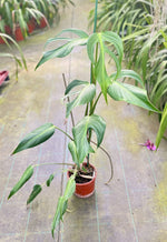 Carica l'immagine nel visualizzatore Galleria, Monstera Burle Marx Flame