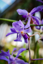 Carica l'immagine nel visualizzatore Galleria, Vanda coerulescens x Neostylis Lou Sneary Blue