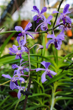 Carica l'immagine nel visualizzatore Galleria, Vanda coerulescens x Neostylis Lou Sneary Blue