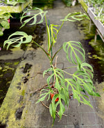 Carica l'immagine nel visualizzatore Galleria, Monstera Burle Marx Flame