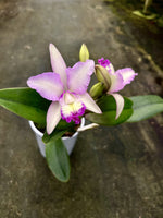 Carica l'immagine nel visualizzatore Galleria, Cattleya Pink Confetti