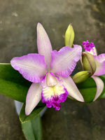 Carica l'immagine nel visualizzatore Galleria, Cattleya Pink Confetti