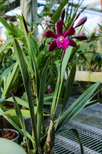 Carica l'immagine nel visualizzatore Galleria, Guaricyclia Yucatan (Gur. aurantiaca × Encyclia Gail Nakagaki)