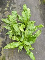 Carica l'immagine nel visualizzatore Galleria, Microsorum musifolium “Crocodyllus”