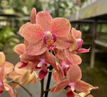 Carica l'immagine nel visualizzatore Galleria, Phalaenopsis Orange Dots