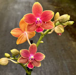 Carica l'immagine nel visualizzatore Galleria, Phalaenopsis I-Hsin Golden Tangerine Ice