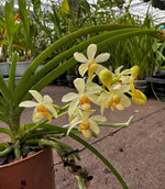 Carica l'immagine nel visualizzatore Galleria, Holcoglossum flavescens x Ascocentrum curvifolium