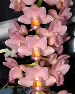 Carica l'immagine nel visualizzatore Galleria, Clowesetum Pink Lemonade (Clowesia Rebecca Northen × Catasetum fuchsii)