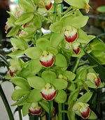 Carica l'immagine nel visualizzatore Galleria, Cymbidium Chopin