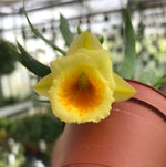 Carica l'immagine nel visualizzatore Galleria, Plectrophora cultrifolia