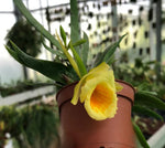 Carica l'immagine nel visualizzatore Galleria, Plectrophora cultrifolia