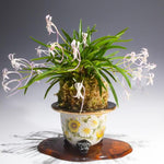 Carica l'immagine nel visualizzatore Galleria, Neofinetia falcata 'Momohime' 桃姫 (桃源)