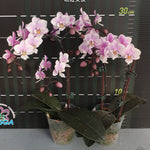 Carica l'immagine nel visualizzatore Galleria, Phalaenopsis Jiaho's Pink Girl (P. schilleriana × P. Zuma's Pixie)