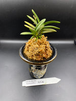 Carica l'immagine nel visualizzatore Galleria, Neofinetia falcata 'Kinkujaku' 金孔雀