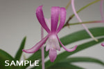 Carica l'immagine nel visualizzatore Galleria, Neofinetia falcata 'Komachimusume' 小町娘