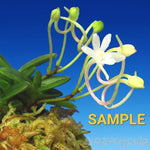 Carica l'immagine nel visualizzatore Galleria, Neofinetia falcata 'Kuroshinju' 흑진주 黒真珠