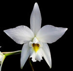 Carica l'immagine nel visualizzatore Galleria, Laelia anceps var. alba