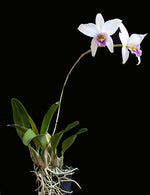Carica l'immagine nel visualizzatore Galleria, Laelia anceps var. coerulea