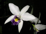 Carica l'immagine nel visualizzatore Galleria, Laelia anceps var. coerulea