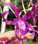 Carica l'immagine nel visualizzatore Galleria, Laelianthe Tandaleyo (Guarianthe bowringiana × Laelia undulata)
