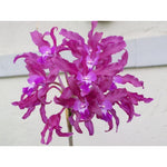 Carica l'immagine nel visualizzatore Galleria, Laelianthe Tandaleyo (Guarianthe bowringiana × Laelia undulata)