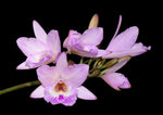 Carica l'immagine nel visualizzatore Galleria, Laelonia Joice Hylton (Laelia rubescens x Broughtonia negrilensis)