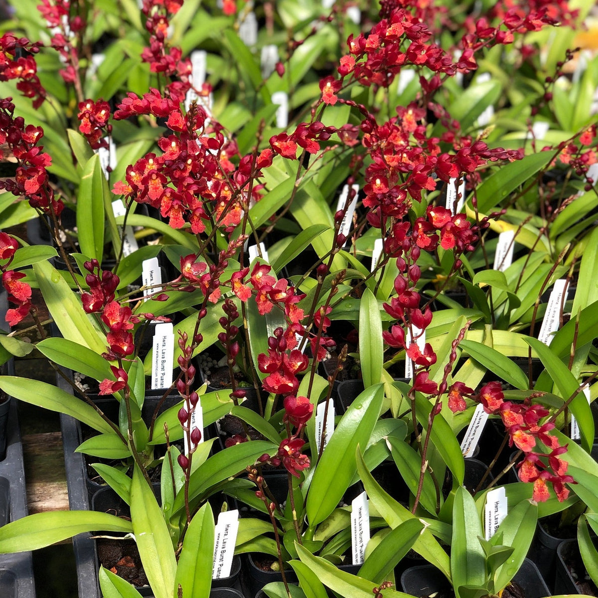 Howeara Lava Burst 'Puanani' – Giulio Celandroni Orchidee