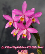 Carica l'immagine nel visualizzatore Galleria, Laeliocattleya Chian-Tzy Ostelove 'CT-Little Love'