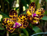 Carica l'immagine nel visualizzatore Galleria, Cattleya Jungle Eyes (C. Jungle Elf × C. aclandiae)