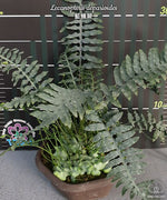 Carica l'immagine nel visualizzatore Galleria, Lecanopteris deparioides