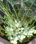 Carica l'immagine nel visualizzatore Galleria, Lecanopteris deparioides