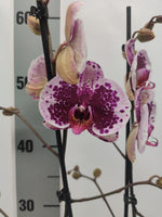 Carica l'immagine nel visualizzatore Galleria, Phalaenopsis Sprinkle