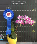 Carica l'immagine nel visualizzatore Galleria, Phalaenopsis Liu's Berry 'Trinity'