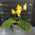 Carica l'immagine nel visualizzatore Galleria, Phalaenopsis Joy Spring Canary 'Joy'