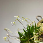 Carica l'immagine nel visualizzatore Galleria, Macroclinium chasei