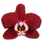 Carica l'immagine nel visualizzatore Galleria, Phalaenopsis Magdalena