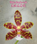 Carica l'immagine nel visualizzatore Galleria, Phalaenopsis Mambo (Phal. amboinensis x mannii)