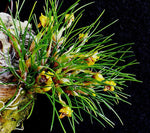 Carica l'immagine nel visualizzatore Galleria, Maxillaria vitelliniflora