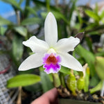 Carica l'immagine nel visualizzatore Galleria, Cattleya Memoria Marina Camilo (C. luteola x C. alaorii)