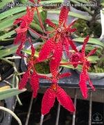 Carica l'immagine nel visualizzatore Galleria, Renanthera Memoria Robin Musolino (R. bella × imschootiana)