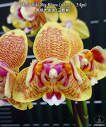 Carica l'immagine nel visualizzatore Galleria, Phalaenopsis Miki Big Wave (peloric - 3 lips)