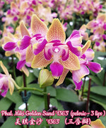 Carica l'immagine nel visualizzatore Galleria, Phalaenopsis Miki Golden Sand '1363' (peloric - 3 lips)